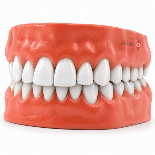 Human Teeth Model